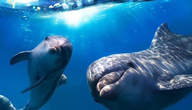 Waarom de Canarische Eilanden zoveel lokale en internationale toeristen blijven aantrekken