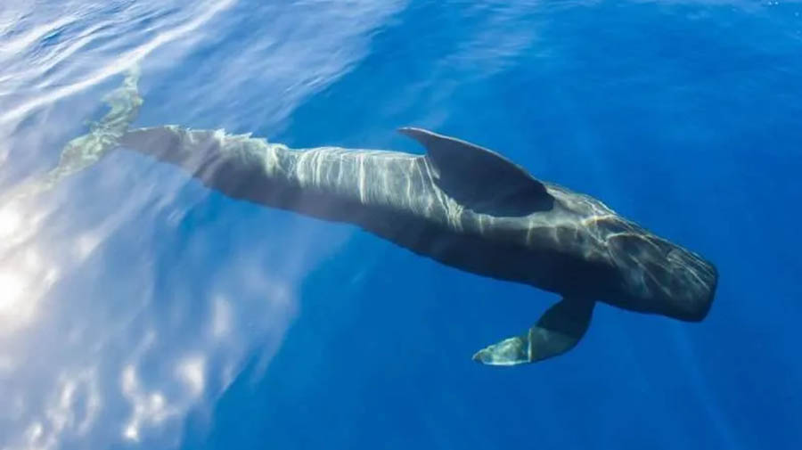 ‘Nika, de Griend’: Een documentaire die bewustzijn creëert over de toekomst van de Canarische Eilanden