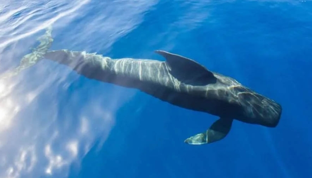 ‘Nika, de Griend’: Een documentaire die bewustzijn creëert over de toekomst van de Canarische Eilanden