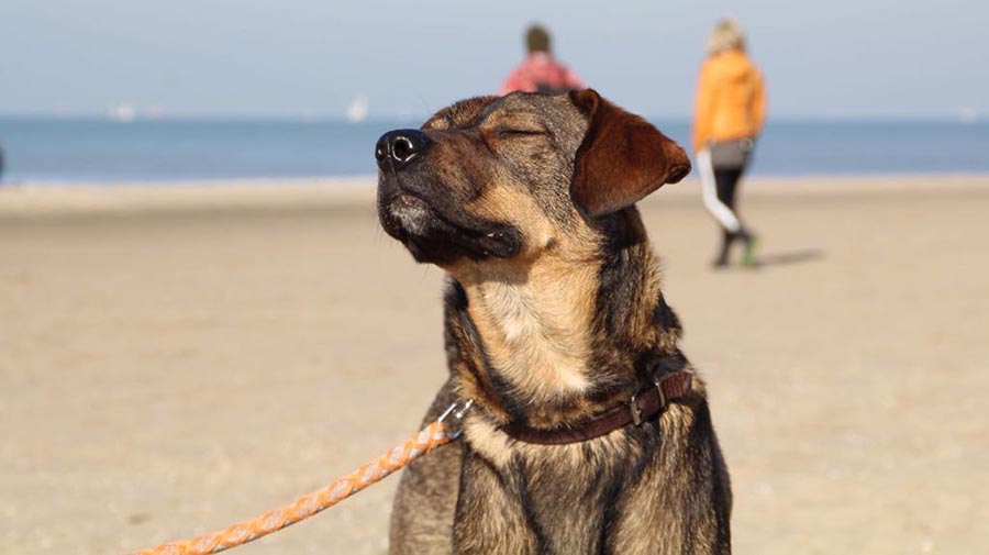 Assistentiehonden krijgen nu volledige toegang tot hotels, restaurants en openbare ruimtes